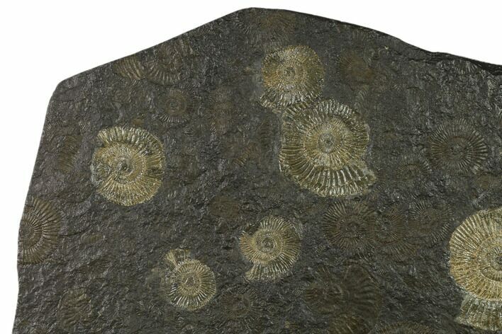 Ammonite Cluster (Dactylioceras) - Germany #133272
